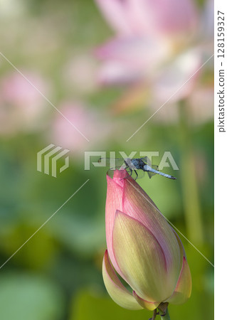 蜻蜓停在蓮花芽上 128159327