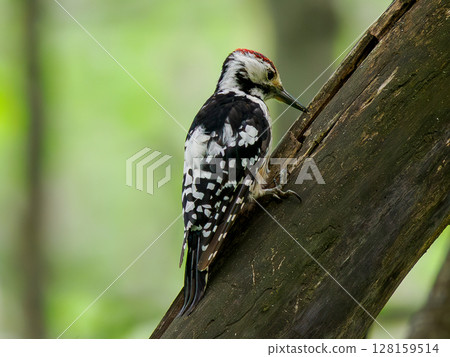 White-backed woodpecker climbing and looking for some food on on sloping tree trunk. Portrait of male white-backed woodpecker (Dendrocopos leucotos) against background of green forest. 128159514