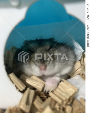 倉鼠喜歡年糕 倉鼠喜歡年糕 128159523