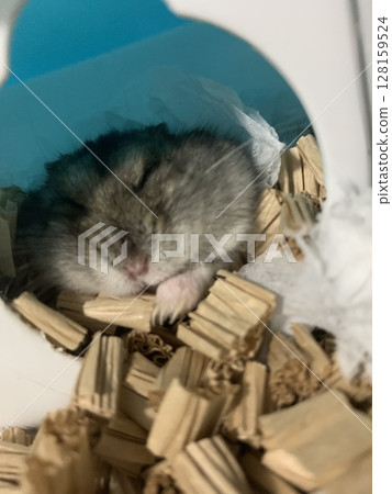 倉鼠喜歡年糕 倉鼠喜歡年糕 128159524