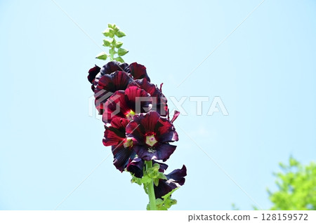 蜀葵(錦葵科) 蜀葵(錦葵科) 128159572