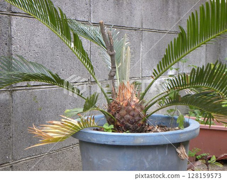 Cycads grown from seeds in our garden 128159573