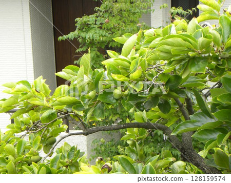 The persimmons in my garden grow larger and sweeter in autumn. 128159574