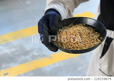 Sampling of new rice grains Sampling of new rice grains 128159674