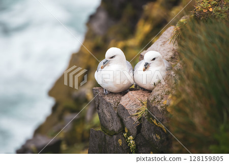 Couple of Northern Fulmar, Fulmarus glacialis birds sitting on the rock in Iceland at summer 128159805