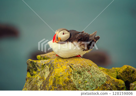 Single atlantic puffin in Iceland, animal outdoor background 128159806