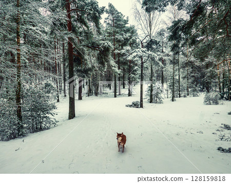 Funny friendly brown Shiba Inu dog in the winter forest 128159818