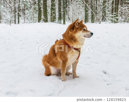 Funny friendly brown Shiba Inu dog in the winter forest Funny friendly brown Shiba Inu dog in the winter forest 128159823