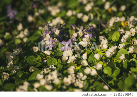 White anemone and violet flowers growing in spring forest, natural seasonal background 128159845