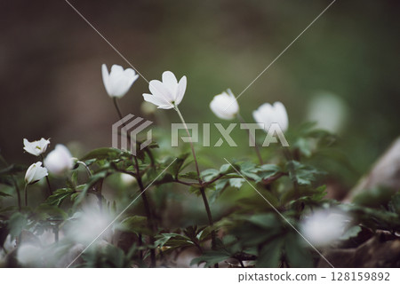 White anemone flowers growing in spring forest, natural seasonal background 128159892