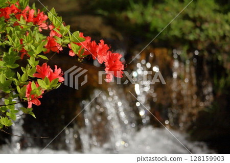 Red flowers with a flowing river in the background Red flowers with a flowing river in the background 128159903