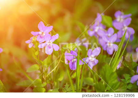 Viola reichenbachiana. Common Violet. Small purple flowers in forest at early spring 128159906