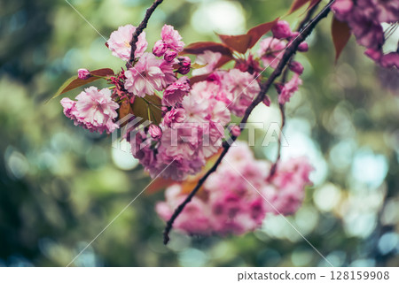 Sakura flowers blooming, spring seasonal Easter background Sakura flowers blooming, spring seasonal Easter background 128159908