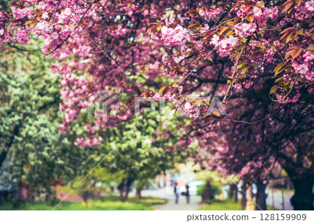 Sakura flowers blooming, spring seasonal Easter background Sakura flowers blooming, spring seasonal Easter background 128159909