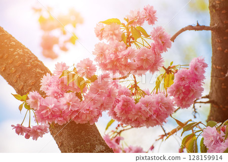 Sakura flowers blooming, spring seasonal Easter background Sakura flowers blooming, spring seasonal Easter background 128159914