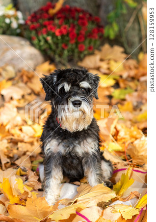 Adorable schnauzer puppy in autumn leaves with vibrant chrysanthemums 128159953