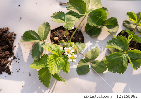 Strawberry plant with blossoms and leaves in sunlit garden 128159962