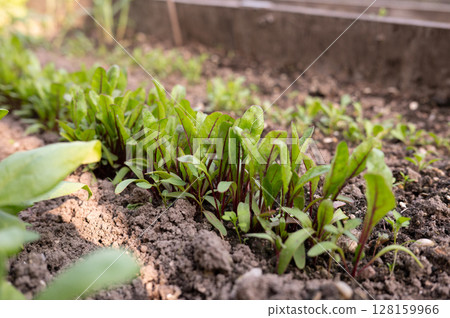 Fresh green seedlings growing in a vegetable garden bed in springtime Fresh green seedlings growing in a vegetable garden bed in springtime 128159966