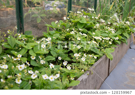 Lush strawberry plants with blossoms in a greenhouse vegetable garden 128159967