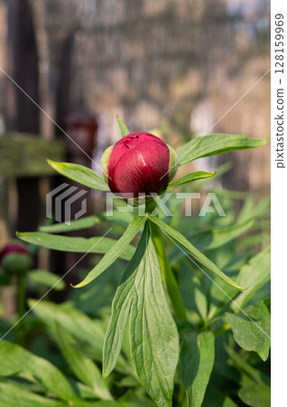 Close-up of budding red peony flower in sunlit garden Close-up of budding red peony flower in sunlit garden 128159969