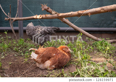 Chickens in natural habitat resting and foraging in sunny outdoor coop 128159971