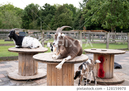Goats relaxing on wooden spools in an outdoor animal farm setting 128159978
