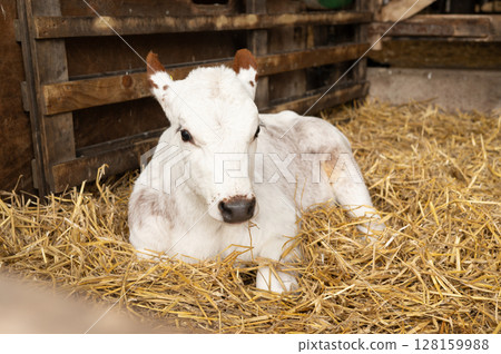 Adorable white calf resting in straw inside cozy barn environment 128159988
