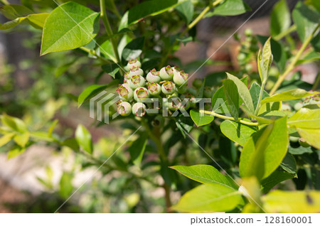 Unripe green blueberries on bush in sunlit garden Unripe green blueberries on bush in sunlit garden 128160001