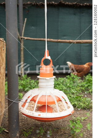 Chicken feeder in farmyard with roaming brown hen and rustic environment 128160002