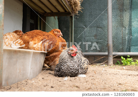 Various breeds of chickens relaxing in a coop on a sunny day 128160003
