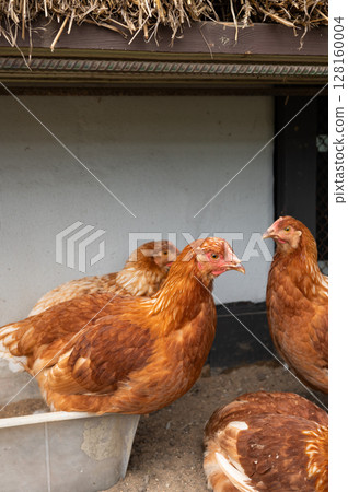 Group of brown chickens in a coop with straw roof detail Group of brown chickens in a coop with straw roof detail 128160004