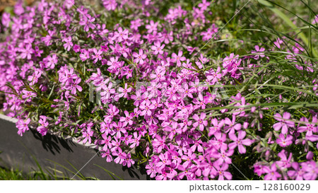 Bright pink ground phlox blossoms in full bloom in a garden setting. Fuji Shibazakura Festival Bright pink ground phlox blossoms in full bloom in a garden setting. Fuji Shibazakura Festival 128160029