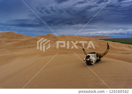 Bull skull in sand desert at sunset Bull skull in sand desert at sunset 128160582