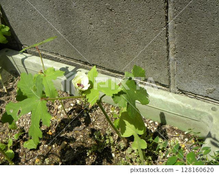 Cute okra flowers in a home garden Cute okra flowers in a home garden 128160620