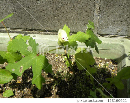 Okra flowers planted in a planter Okra flowers planted in a planter 128160621
