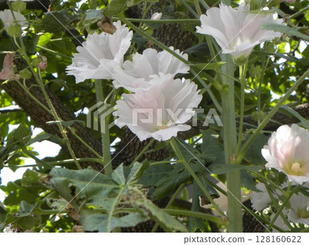 Hollyhocks bloom all the way to the top after the rainy season Hollyhocks bloom all the way to the top after the rainy season 128160622