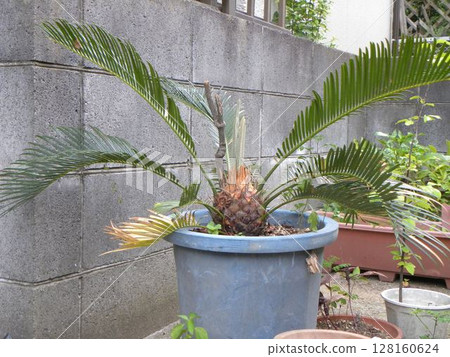 Cycads grown from seeds in our garden 128160624