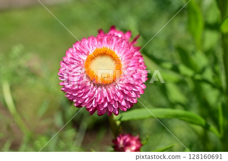 蠟菊（菊科）皇帝貝殼工藝品 128160691