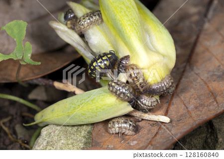 丹高橡膠 128160840