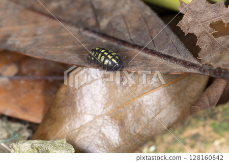 Dango rubber Dango rubber 128160842