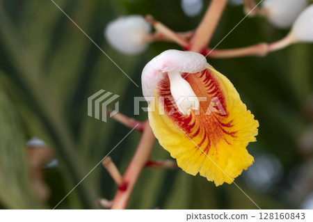 Flower of Kifugetto Flower of Kifugetto 128160843