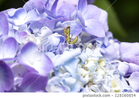 Hydrangea flowers and baby mantis 128160854