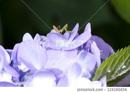 Hydrangea flowers and baby mantis Hydrangea flowers and baby mantis 128160856