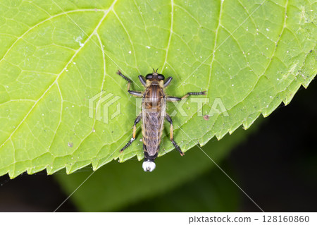 Shioyaabu Shioyaabu 128160860