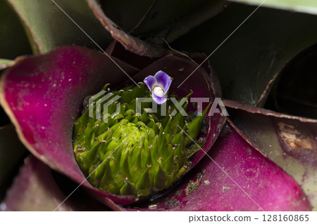 Neoregeria 128160865