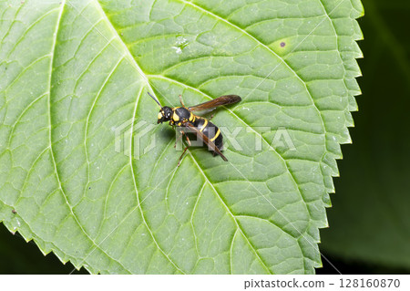 Two-banded wasp Two-banded wasp 128160870