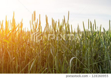Wheat Field Sunrise Agriculture: Golden hour sunlight illuminates unripe wheat stalks in a vast field, showcasing agricultural growth. Wheat Field Sunrise Agriculture: Golden hour sunlight illuminates unripe wheat stalks in a vast field, showcasing agricultural growth. 128160955
