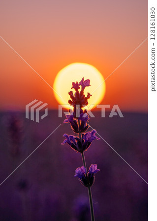 Lavender Sunset Field: Plants bloom during golden hour for aromatherapy essence under soft light. 128161030