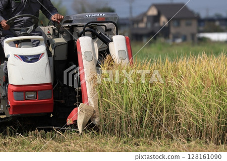 Rice harvesting, rice harvesting with a combine harvester, harvesting a rich harvest of rice Rice harvesting, rice harvesting with a combine harvester, harvesting a rich harvest of rice 128161090