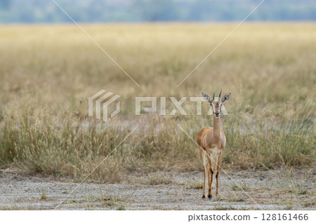 Chinkara or Indian gazelle or Gazella bennettii an Antelope close up or portrait with eye contact in safari natural green background at ranthambore national park tiger forest reserve rajasthan india 128161466
